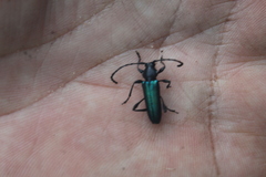 Helymaeus glabripennis