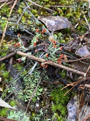 Cladonia didyma