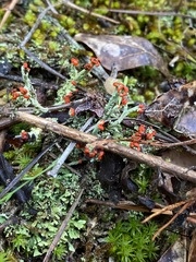 Cladonia didyma