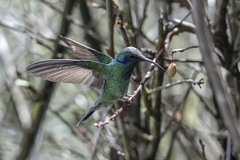 Colibri cyanotus