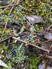 Cladonia didyma