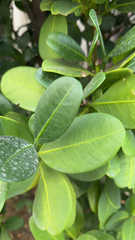 Garcinia subelliptica