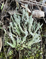 Cladonia squamosa