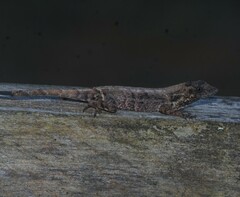 Anolis mccraniei