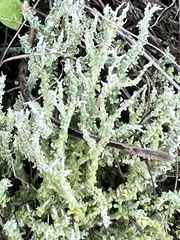 Cladonia squamosa