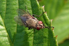 Pollenia rudis