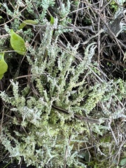 Cladonia squamosa