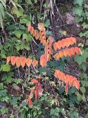Averrhoa carambola