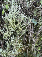 Cladonia squamosa