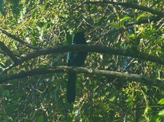 Cyanocorax melanocyaneus