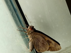 Erionota thrax