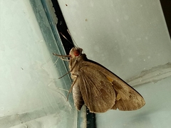 Erionota thrax