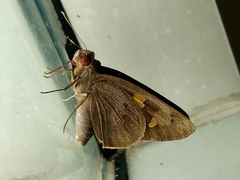 Erionota thrax