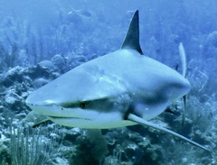 Carcharhinus perezii