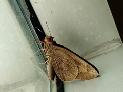 Erionota thrax
