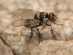 Limnophora