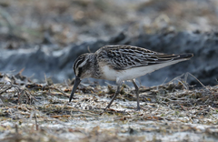 Calidris falcinellus