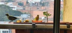 Euphonia laniirostris