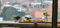 Euphonia laniirostris