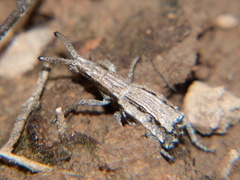 Episus