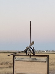 Athene cunicularia hypugaea