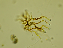 Anthophysa vegetans