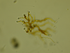 Anthophysa vegetans