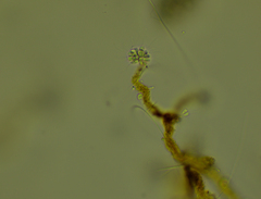 Anthophysa vegetans