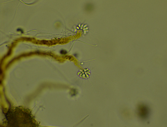 Anthophysa vegetans