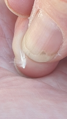 Rytidosperma caespitosum