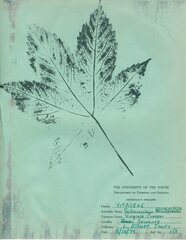 Parthenocissus quinquefolia