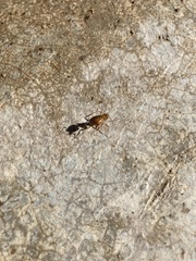 Camponotus festinatus