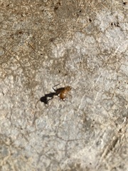 Camponotus festinatus