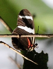 Heliconius antiochus