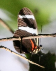 Heliconius antiochus