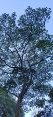 Melicope lunu-ankenda
