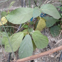 Ficus hispida