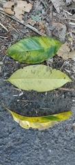 Melicope lunu-ankenda
