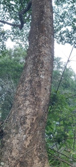 Melicope lunu-ankenda