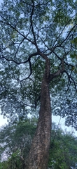 Melicope lunu-ankenda