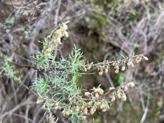 Artemisia palmeri