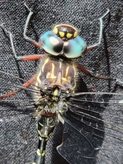 Austroaeschna multipunctata
