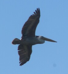 Pelecanus rufescens