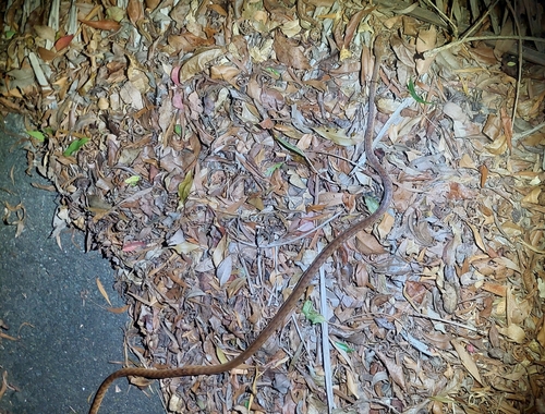 Brown Tree Snake sighting