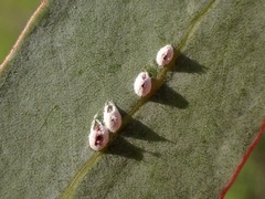 Eriococcus