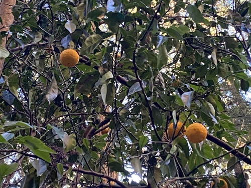 Foto de Yuzu