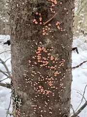 Aleurodiscus amorphus