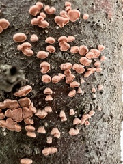 Aleurodiscus amorphus