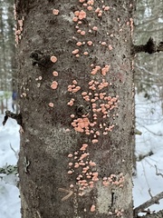 Aleurodiscus amorphus