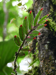 Columnea